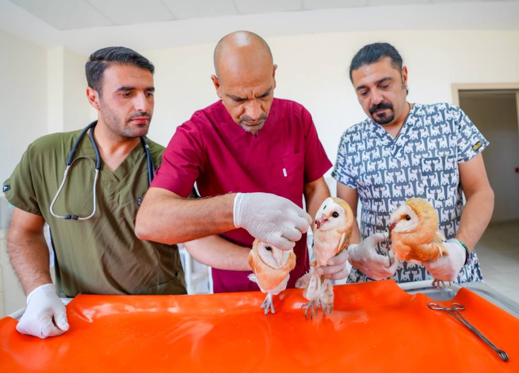 Diyarbakır’da annelerini kaybeden 4 baykuş için heyecanlı bekleyiş 1